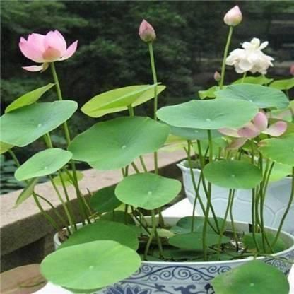 Japanese Premium Lotus Flower Seeds